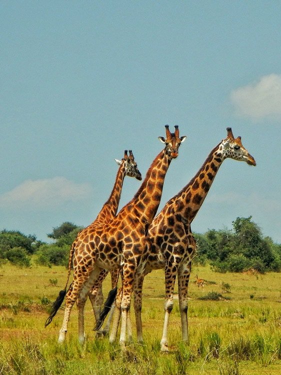 Murchison Falls National Park